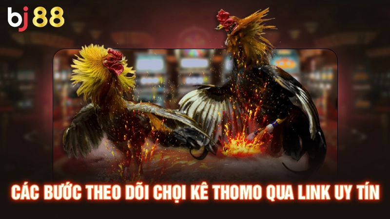 Các bước theo dõi chọi kê thomo qua link uy tín