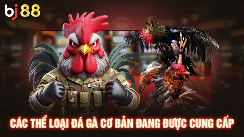 Thi đấu gà nòi tại trang đá gà uy tín