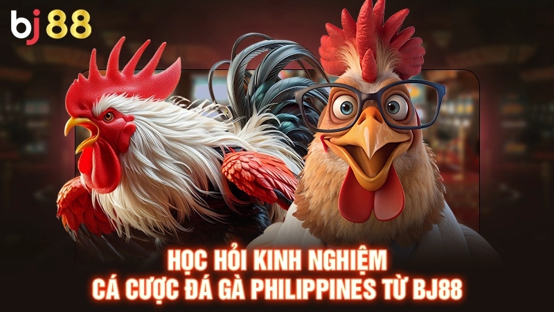 Học hỏi kinh nghiệm cá cược đá gà Philippines từ BJ88