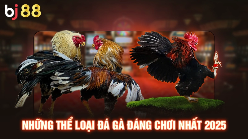 Những thể loại đá gà đáng chơi nhất