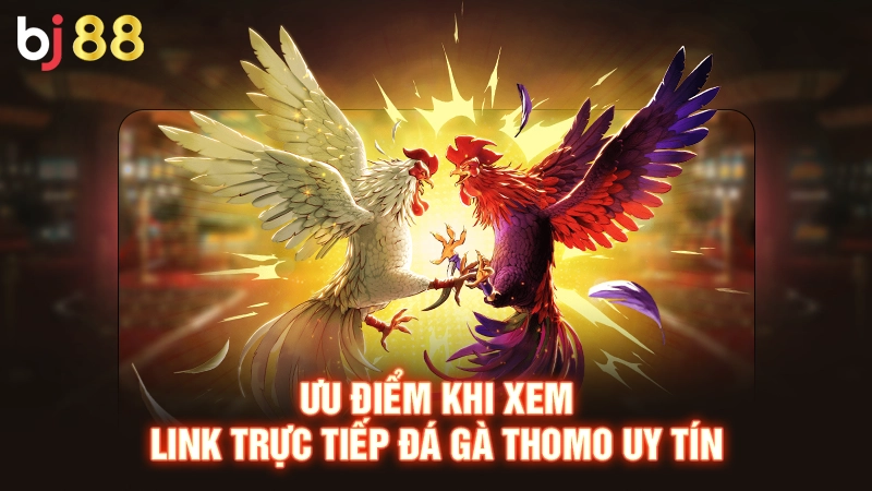 Ưu điểm khi xem link trực tiếp đá gà thomo uy tín