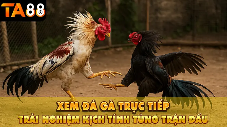 xem da ga truc tiep